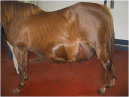 Peripartum Endocrine Orchestration in Mares: How Hormones, Season, and Placenta Shape Post-foaling Fertility